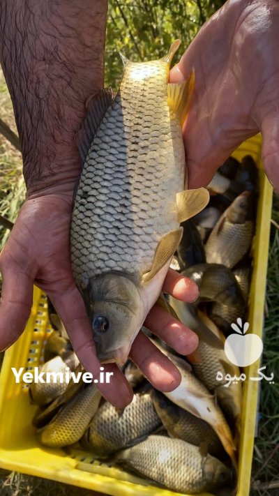 فروش بچه ماهی گرم آبی در گروه خرید و فروش بچه ماهی در یکمیوه -عکس2