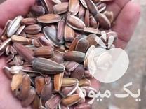 خرید گندم دانه پارس ذرت کلزا تخمه ارزن در آزادشهر در گروه خرید و فروش کلزا در یکمیوه -عکس1