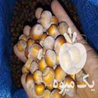 قیمت خرید محصولات کشاورزی در قشم در گروه خرید و فروش فندق در یکمیوه