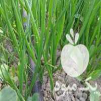 فروش نشا پیاز طلایی در گروه خرید و فروش نشا در یکمیوه