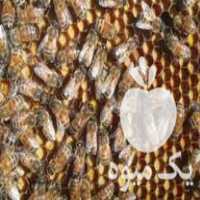 فروش 100 عدد کلنی فول زنبور عسل در گروه خرید و فروش زنبورعسل در یکمیوه