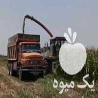 قیمت خرید ذرت علوفه‌ای بسته بندی در بندرعباس در گروه خرید و فروش علوفه در یکمیوه