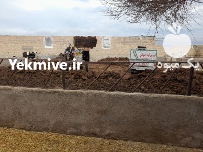 کود حیوانی در چناران در گروه خرید و فروش کود حیوانی در یکمیوه -عکس1