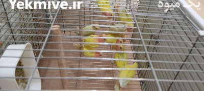 طوطی برزیلی کوتوله در رباط کریم در گروه خرید و فروش انواع پرنده در یکمیوه -عکس1