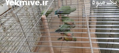 طوطی برزیلی کوتوله در رباط کریم در گروه خرید و فروش انواع پرنده در یکمیوه -عکس2