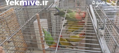 طوطی برزیلی کوتوله در رباط کریم در گروه خرید و فروش انواع پرنده در یکمیوه -عکس3