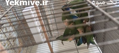 طوطی برزیلی کوتوله در رباط کریم در گروه خرید و فروش انواع پرنده در یکمیوه -عکس4