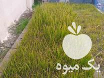 قیمت خرید پالم نشایی در عباس آباد در گروه خرید و فروش نشا در یکمیوه -عکس1