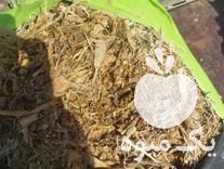 فروش ذرت علوفه ای در گروه خرید و فروش ذرت در یکمیوه -عکس1