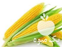 خریدار ذرت شیرین با ساقه در گروه خرید و فروش ذرت در یکمیوه -عکس1