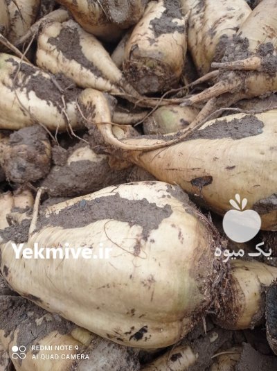 چقندر قند برای دام تازه برداشت شده در فامنین در گروه خرید و فروش چغندر در یکمیوه -عکس1