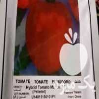 فروش بذر گوجه فرنگی مارکونی هیبرید و کینگ استون در کامیاران در گروه خرید و فروش بذر گوجه در یکمیوه