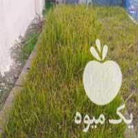 قیمت خرید پالم نشایی در عباس آباد در گروه خرید و فروش نشا در یکمیوه