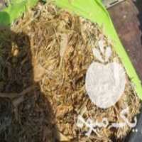 فروش ذرت علوفه ای در گروه خرید و فروش ذرت در یکمیوه