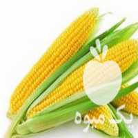 خریدار ذرت شیرین با ساقه در گروه خرید و فروش ذرت در یکمیوه