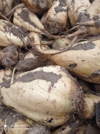چقندر قند برای دام تازه برداشت شده در فامنین در گروه خرید و فروش چغندر در یکمیوه