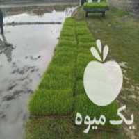 قیمت خرید تیم جعبه ای دستگاه نشا طارم هاشمی درجه 1 و عالی و پر در گروه خرید و فروش نشا در یکمیوه