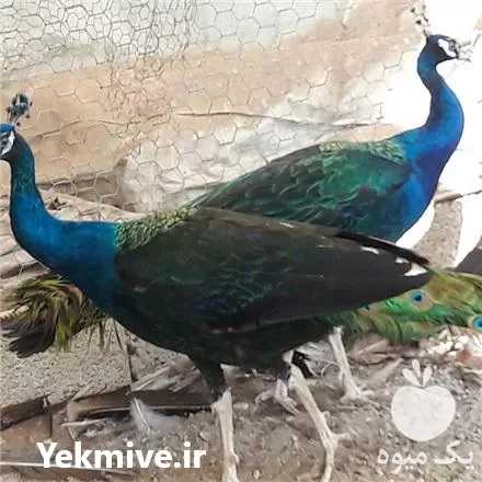 خرید و فروش تخم طاووس در گروه انواع تخم ها در یکمیوه -عکس1