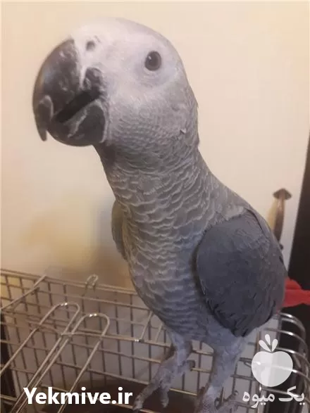 قیمت خرید تخم نطفه دار کاسکو در گروه انواع تخم ها در یکمیوه -عکس1