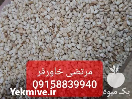 قیمت خرید کنجد افغانی و پاکستانی در خراسان رضوی در گروه خرید و فروش دانه های روغنی در یکمیوه -عکس1