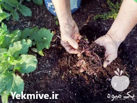 فروش ویژه کود ورمی کمپوست ارگانیک در گروه خرید و فروش کود کمپوست در یکمیوه -عکس1