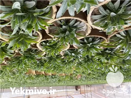 فروش گل شب بو در تهران در گروه خرید و فروش گیاهان زینتی در یکمیوه -عکس1