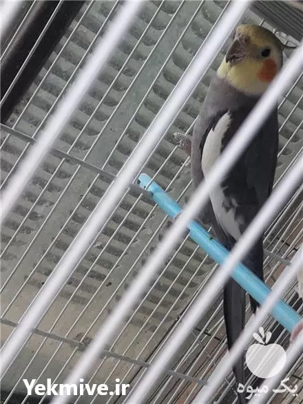 خرید و فروش تخم نطفه دار پرنده و طوطی در گروه انواع تخم ها در یکمیوه -عکس1