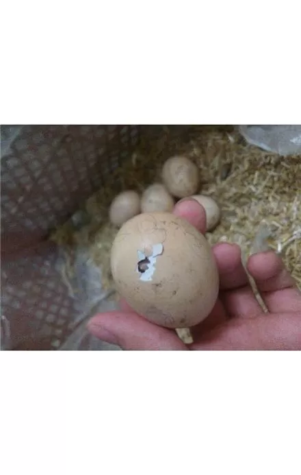 فروش تخم نطفه دار بوقلمون در آذربایجان غربی در گروه انواع تخم ها در یکمیوه -عکس1