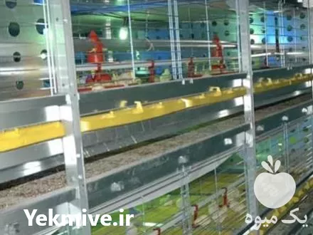 خرید و فروش تخم نطفه دار پرنده در آذربایجان غربی در گروه انواع تخم ها در یکمیوه -عکس1