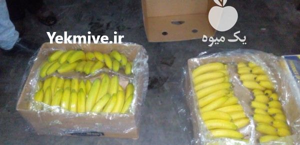 قیمت خرید عمده موز اکوادور و هند در تهران در گروه خرید و فروش موز در یکمیوه -عکس2
