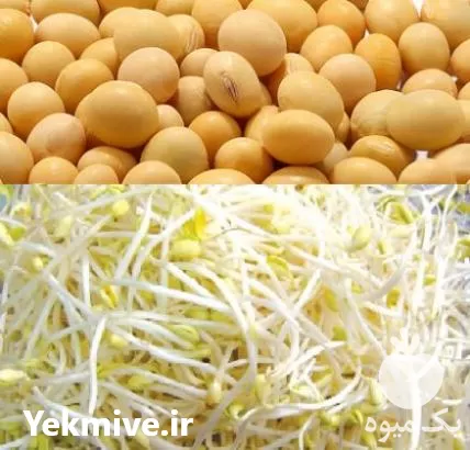 فروش دانه سویا مخصوص جوانه سویا در گروه خرید و فروش سویا در یکمیوه -عکس1
