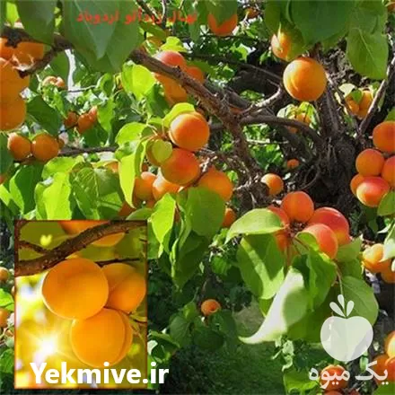 قیمت خرید نهال زردآلو اردوباد در گروه خرید و فروش نهال در یکمیوه -عکس1