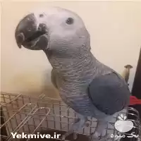 قیمت خرید تخم نطفه دار کاسکو در گروه انواع تخم ها در یکمیوه