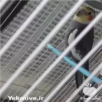 خرید و فروش تخم نطفه دار پرنده و طوطی در گروه انواع تخم ها در یکمیوه