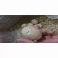 فروش تخم نطفه دار بوقلمون در آذربایجان غربی در گروه انواع تخم ها در یکمیوه