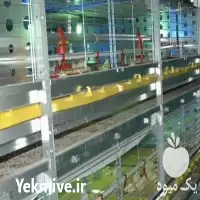 خرید و فروش تخم نطفه دار پرنده در آذربایجان غربی در گروه انواع تخم ها در یکمیوه