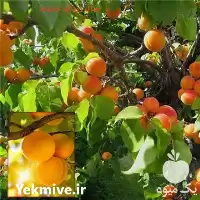 قیمت خرید نهال زردآلو اردوباد در گروه خرید و فروش نهال در یکمیوه