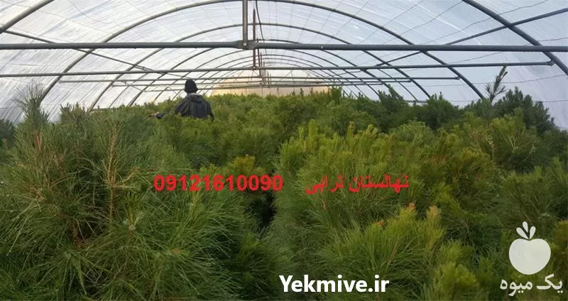 قیمت خرید نهال میوه نهال میوه نهالستان ترابی در البرز در گروه خرید و فروش نهال میوه در یکمیوه -عکس1