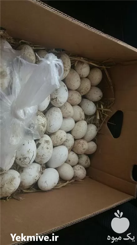 فروش و توزیع تخم قرقاول و بوقلمون در گروه انواع تخم ها در یکمیوه -عکس1
