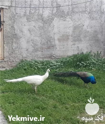 قیمت خرید تخم نطفه دار طاووس در گروه انواع تخم ها در یکمیوه -عکس1