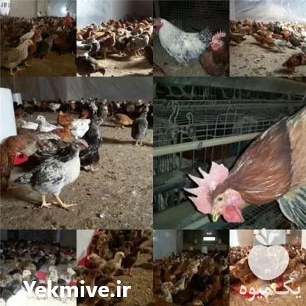 فروش تخم نطفه دار مرغ در گروه مرغ و خروس و بوقلمون و اردک قو قاز در یکمیوه -عکس1