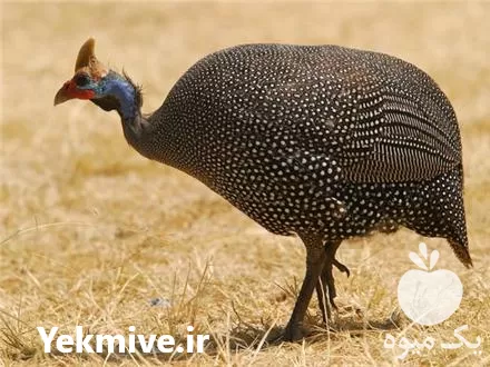 فروش تخم زینتی مرغ شاخدار بشرط نطفه در گروه انواع تخم ها در یکمیوه -عکس1