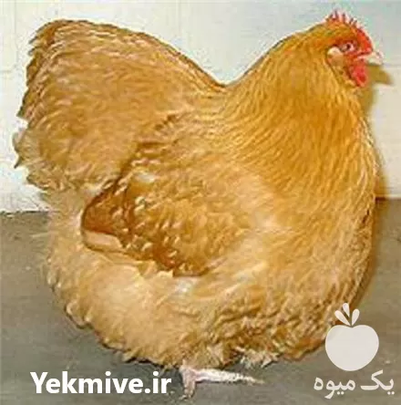 قیمت خرید تخم مرغ زینتی در گروه انواع تخم ها در یکمیوه -عکس1