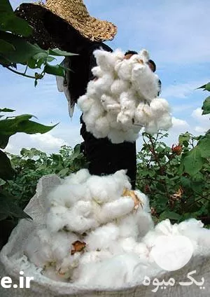 قیمت خرید لینتر پنبه در خراسان رضوی در گروه خرید و فروش گیاهان صنعتی در یکمیوه -عکس1