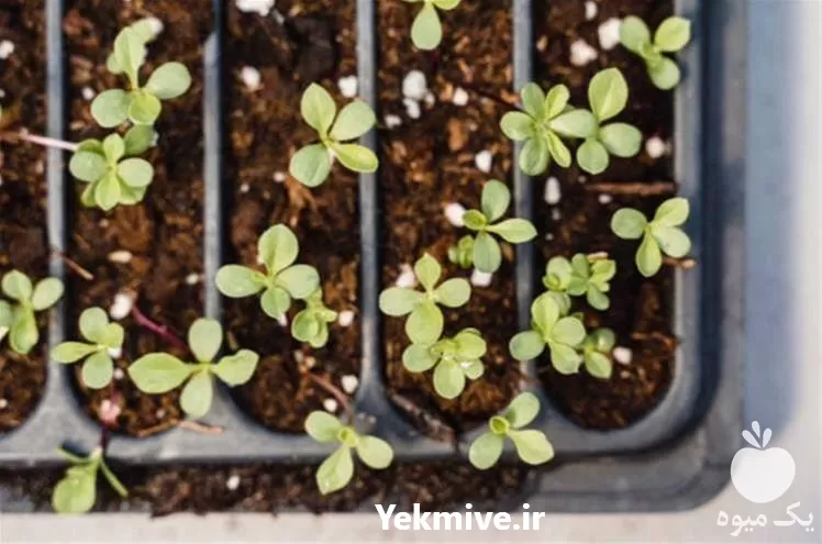 قیمت خرید نهال بادام خوشه ای در گروه خرید و فروش نهال بادام در یکمیوه -عکس1