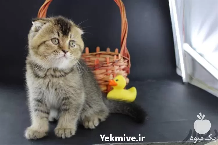 دامپزشکی سیار تیرداد در تهران در گروه مشاوره دام و طیور در یکمیوه -عکس1