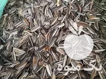 فروش بذر آفتابگردان در گروه خرید و فروش انواع تخمه در یکمیوه -عکس1