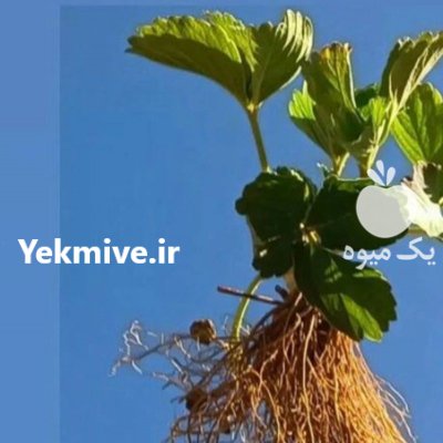 نشا توت فرنگی در مریوان در گروه خرید و فروش نشا در یکمیوه -عکس1