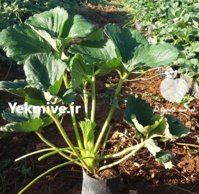 نشا توت فرنگی در مریوان در گروه خرید و فروش نشا در یکمیوه -عکس2