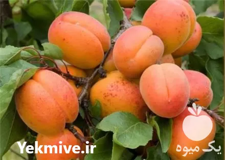 قیمت خرید پخش عمده زردآلو در گروه خرید و فروش زردآلو در یکمیوه -عکس1
